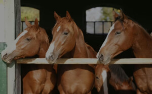 Horse Properties for Sale